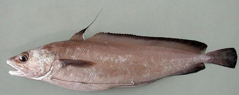 Phycis blenoides_09